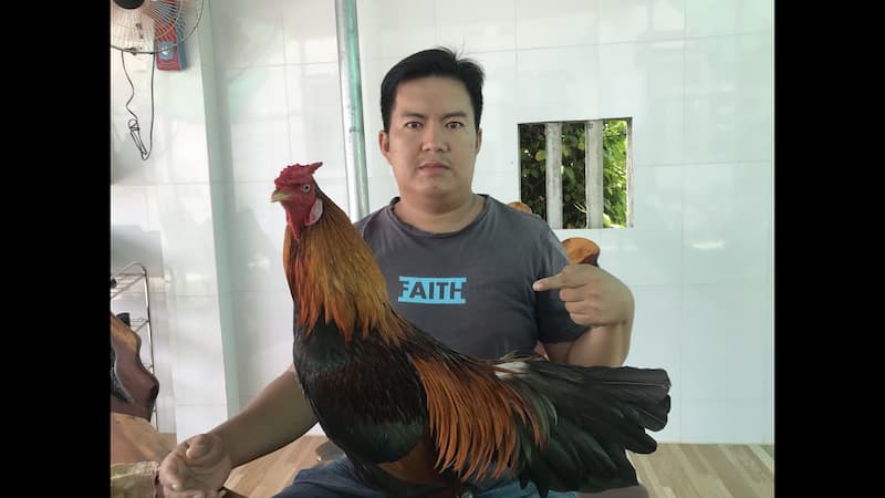 Cách trị đẹn miệng cho gà