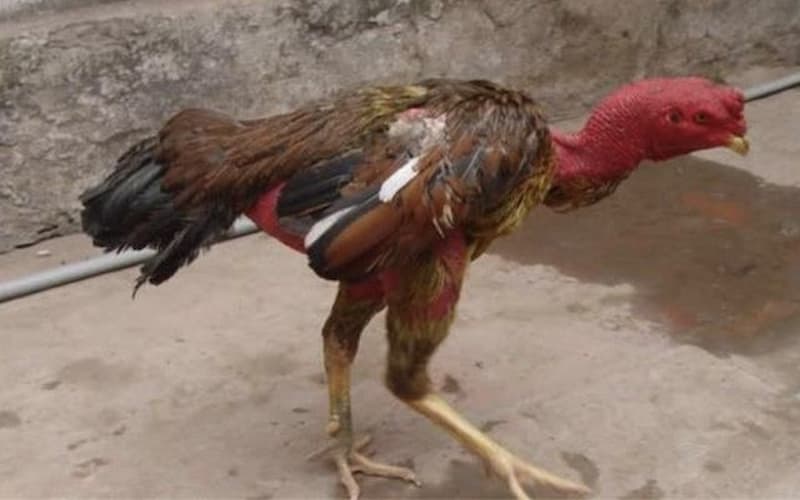 Cách phòng ngừa gà bị té gió