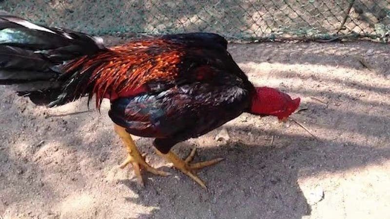 Những lưu ý khi chữa trị gà bị té gió