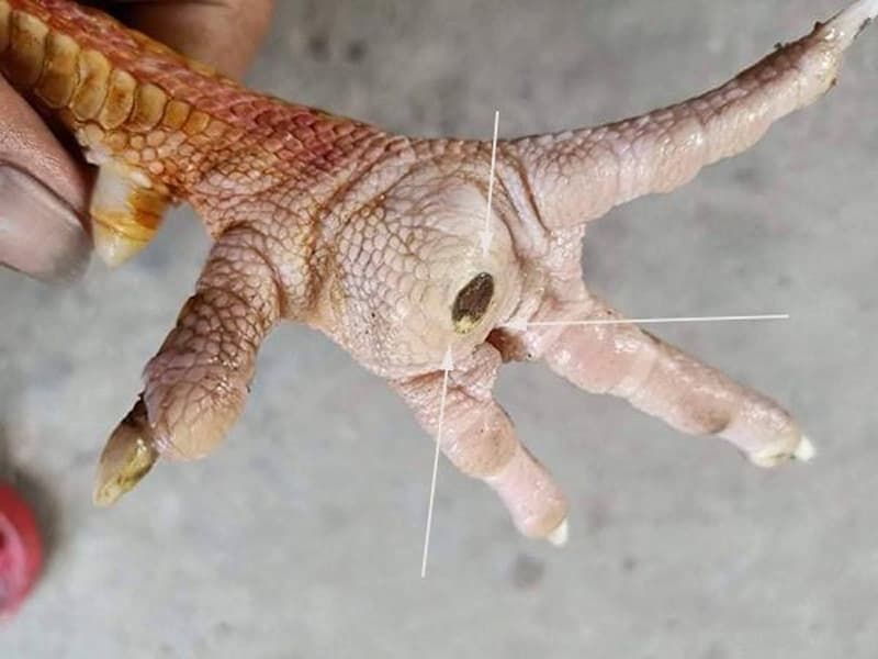 Gà bị ké chậu là bệnh gì?