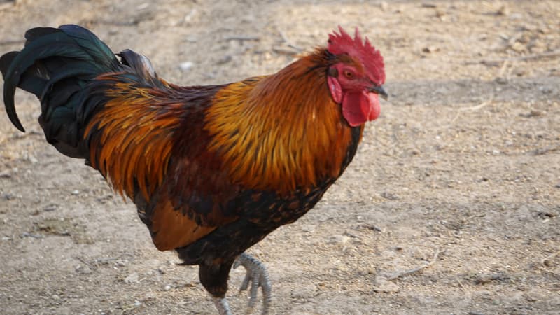 Những lưu ý khi trị đẹn miệng cho gà