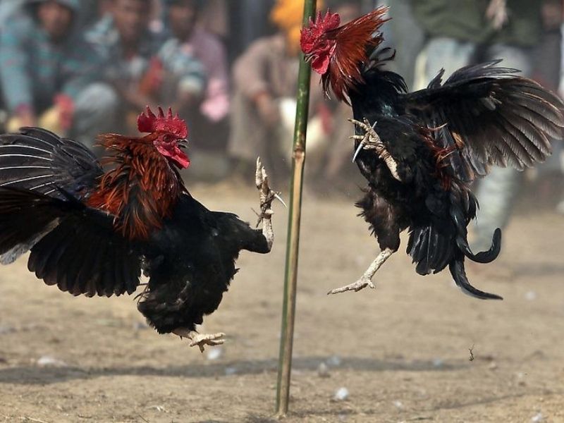 Trò chơi đá gà trực tuyến hiện đại, hấp dẫn