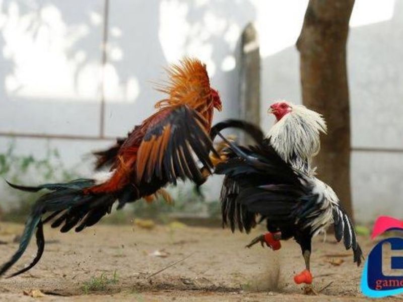 Sân Chơi Đá Gà Trực Tuyến Hiện Đại An Toàn Cho Người Chơi